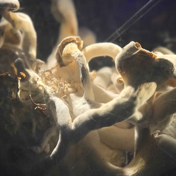 Four most common song structures in Psychill